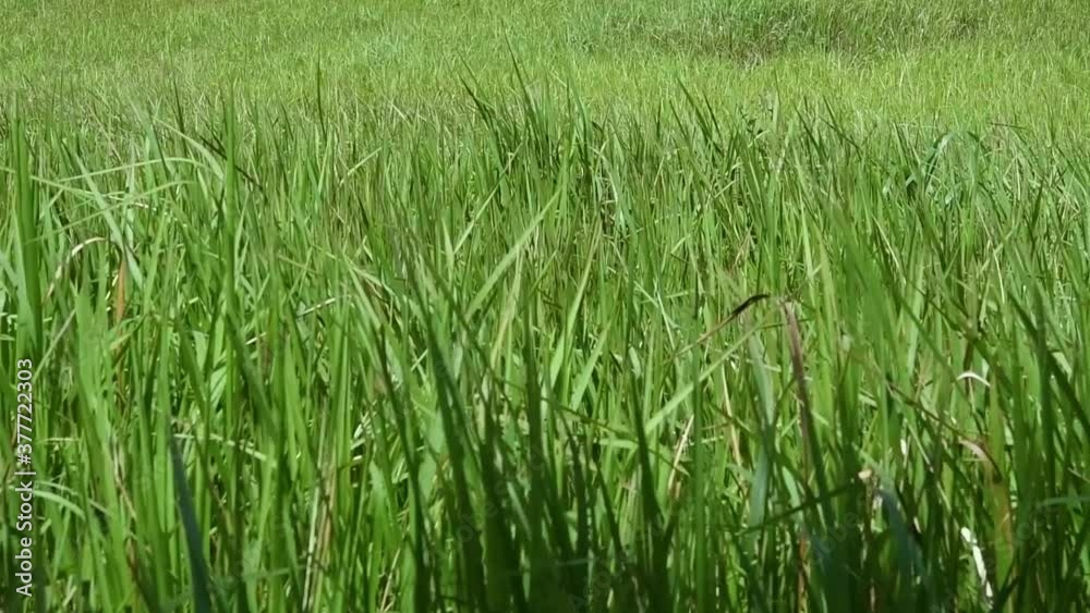 A perennial grass native to tropical and subtropical Asia and also introduced to several countries; can survive fire and rapidly colonize empty land areas, also known as the Kunai Grass.