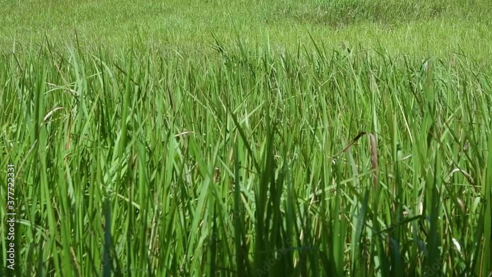 A perennial grass native to tropical and subtropical Asia and also introduced to several countries; can survive fire and rapidly colonize empty land areas, also known as the Kunai Grass. A perennial grass native to tropical and subtropical Asia and also introduced to several countries; can survive fire and rapidly colonize empty land areas, also known as the Kunai Grass.
