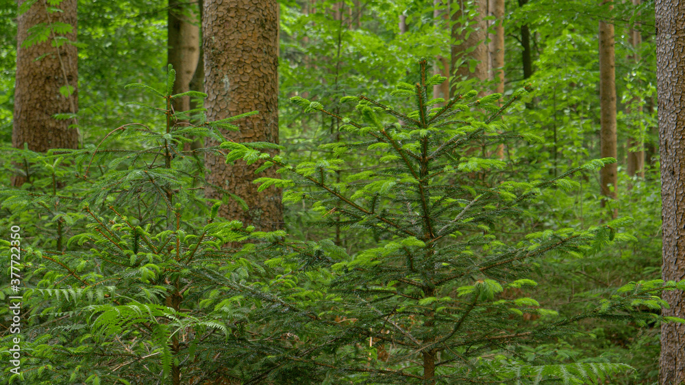 Obraz premium CLOSE UP: Blossoming spruce tree forest full of young trees with bright candles