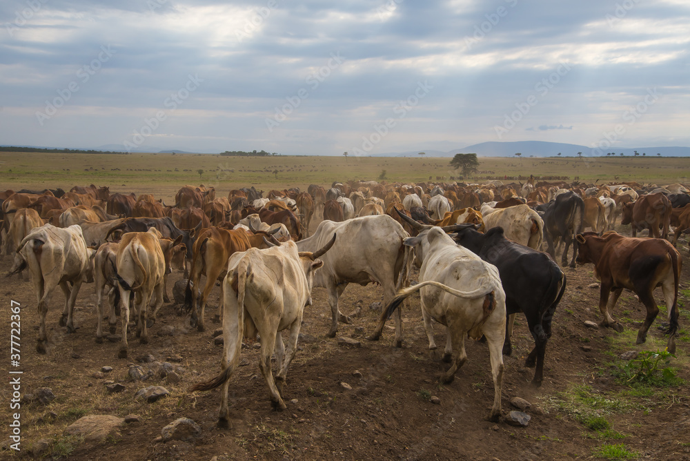 Obraz premium Farmland and cowes from Kenyan Village