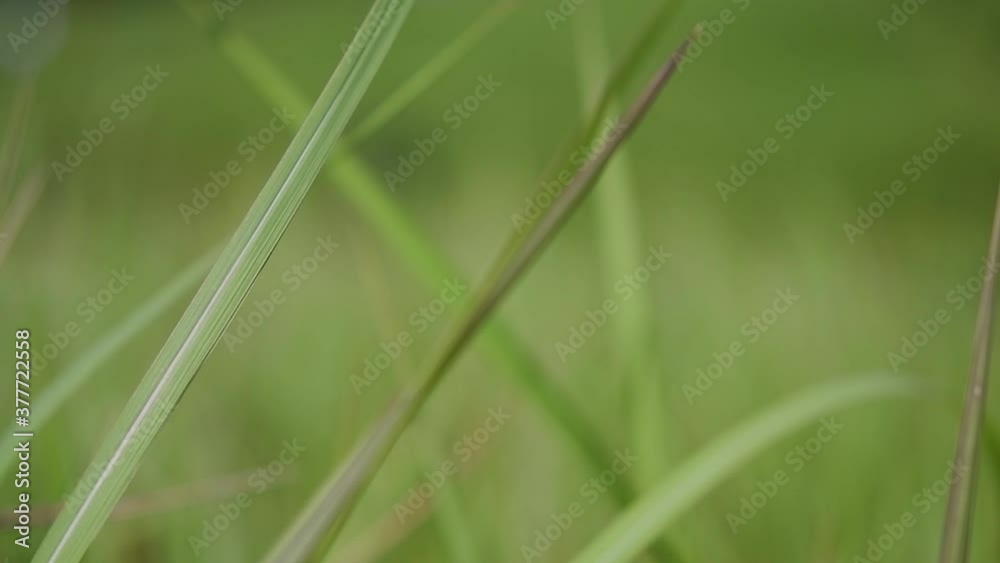 A perennial grass native to tropical and subtropical Asia and also introduced to several countries; can survive fire and rapidly colonize empty land areas, also known as the Kunai Grass. A perennial grass native to tropical and subtropical Asia and also introduced to several countries; can survive fire and rapidly colonize empty land areas, also known as the Kunai Grass.