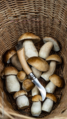 mushroom portrait background - Top view of many porcini mushrooms / Boletus edulis (king bolete) and mushroom knife in basket