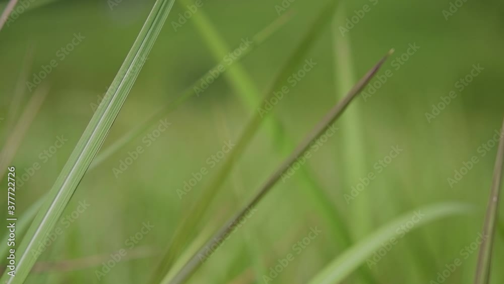 A perennial grass native to tropical and subtropical Asia and also introduced to several countries; can survive fire and rapidly colonize empty land areas, also known as the Kunai Grass. A perennial grass native to tropical and subtropical Asia and also introduced to several countries; can survive fire and rapidly colonize empty land areas, also known as the Kunai Grass.