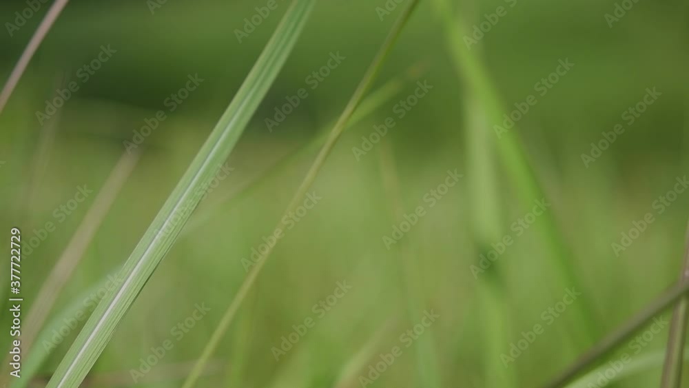A perennial grass native to tropical and subtropical Asia and also introduced to several countries; can survive fire and rapidly colonize empty land areas, also known as the Kunai Grass. A perennial grass native to tropical and subtropical Asia and also introduced to several countries; can survive fire and rapidly colonize empty land areas, also known as the Kunai Grass.