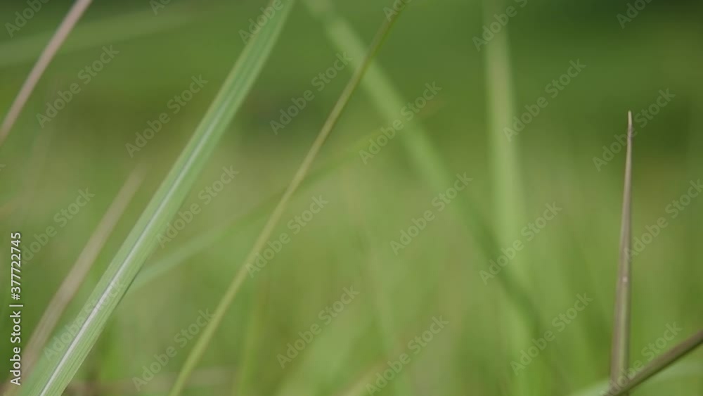 A perennial grass native to tropical and subtropical Asia and also introduced to several countries; can survive fire and rapidly colonize empty land areas, also known as the Kunai Grass. A perennial grass native to tropical and subtropical Asia and also introduced to several countries; can survive fire and rapidly colonize empty land areas, also known as the Kunai Grass.