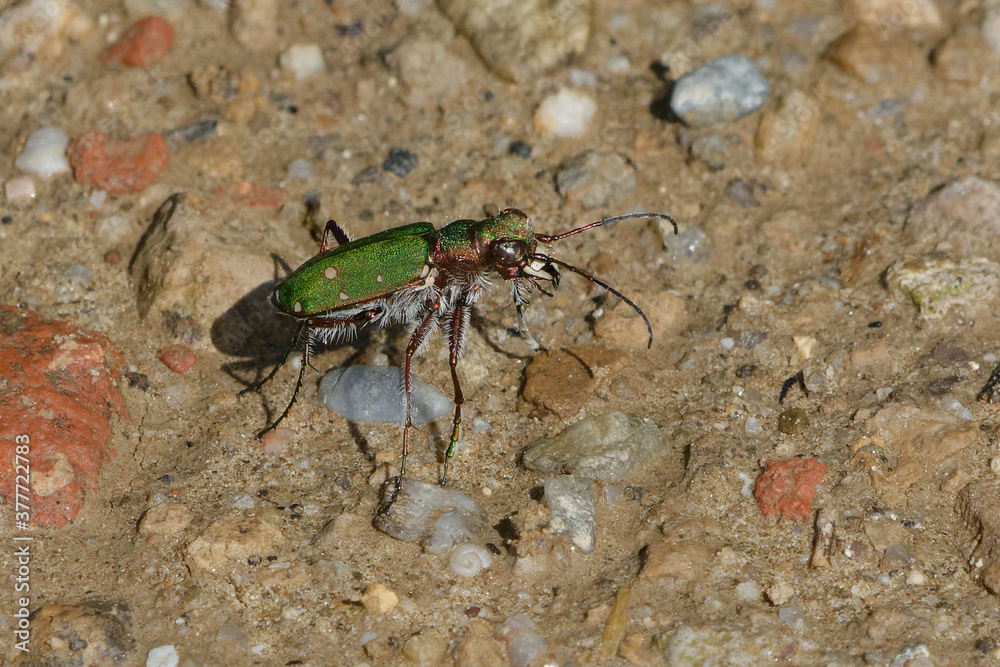 Green tiger beetle (Cicindela campestris) Green tiger beetle (Cicindela campestris)