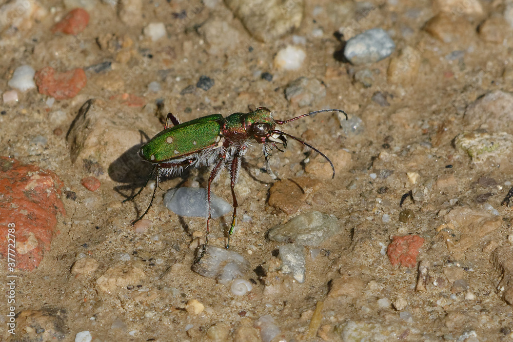 Green tiger beetle (Cicindela campestris)