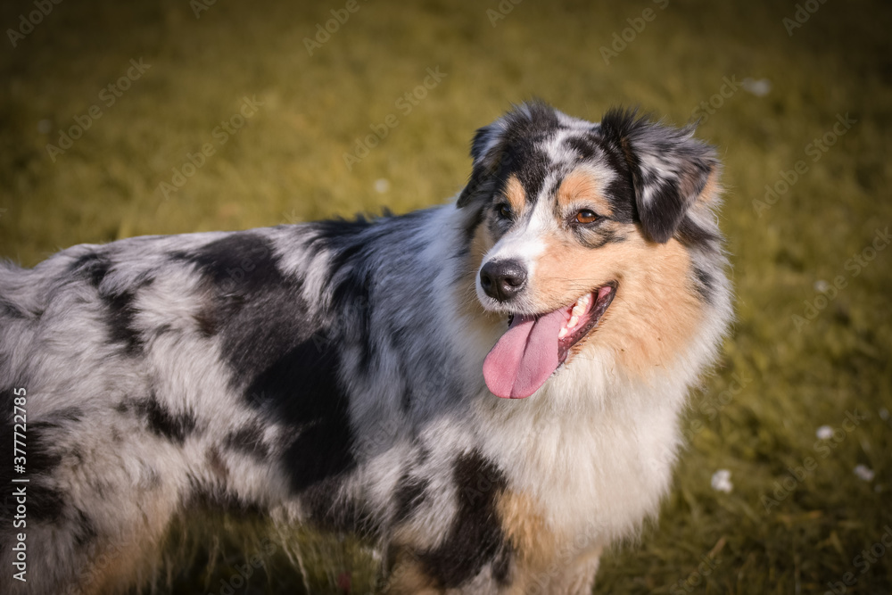 Portrait of Australian shepherd, who is standing in rock under the them is lake. Amazing autumn photoshooting in Prague.