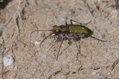Green tiger beetle (Cicindela campestris) © André LABETAA