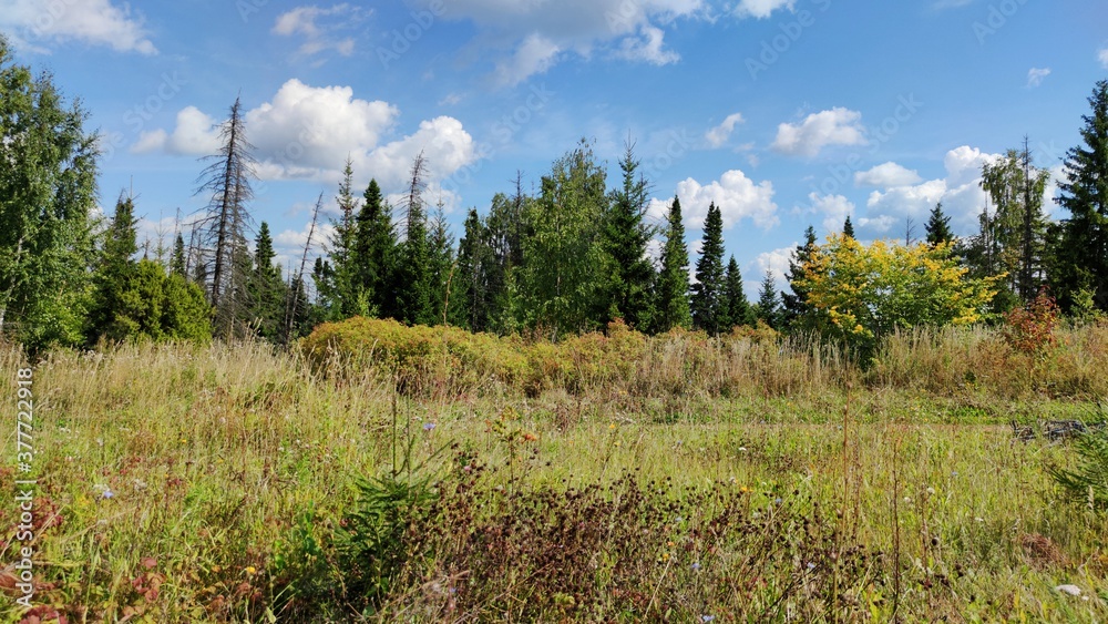 sunny landscape in a field near the forest on a background of blue sky with clouds