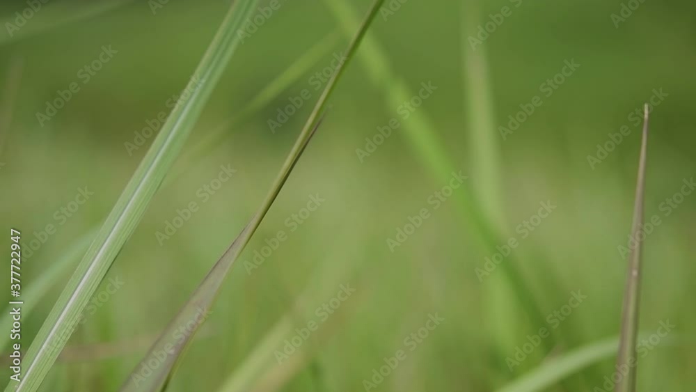 A perennial grass native to tropical and subtropical Asia and also introduced to several countries; can survive fire and rapidly colonize empty land areas, also known as the Kunai Grass. A perennial grass native to tropical and subtropical Asia and also introduced to several countries; can survive fire and rapidly colonize empty land areas, also known as the Kunai Grass.