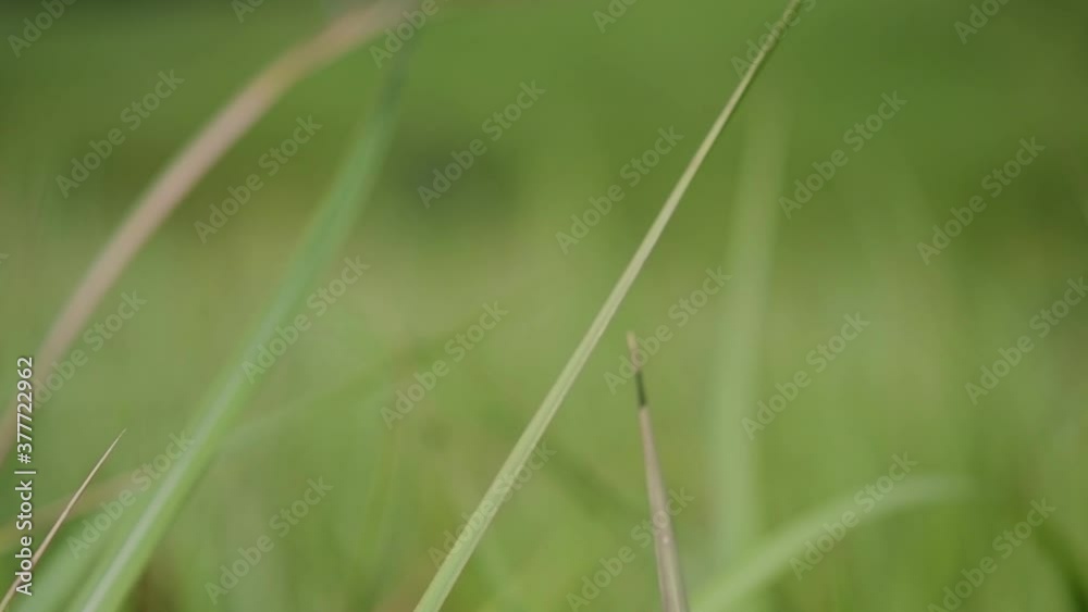 A perennial grass native to tropical and subtropical Asia and also introduced to several countries; can survive fire and rapidly colonize empty land areas, also known as the Kunai Grass.