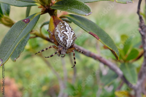 Oak spider (Aculepeira ceropegia) hanging on a thread