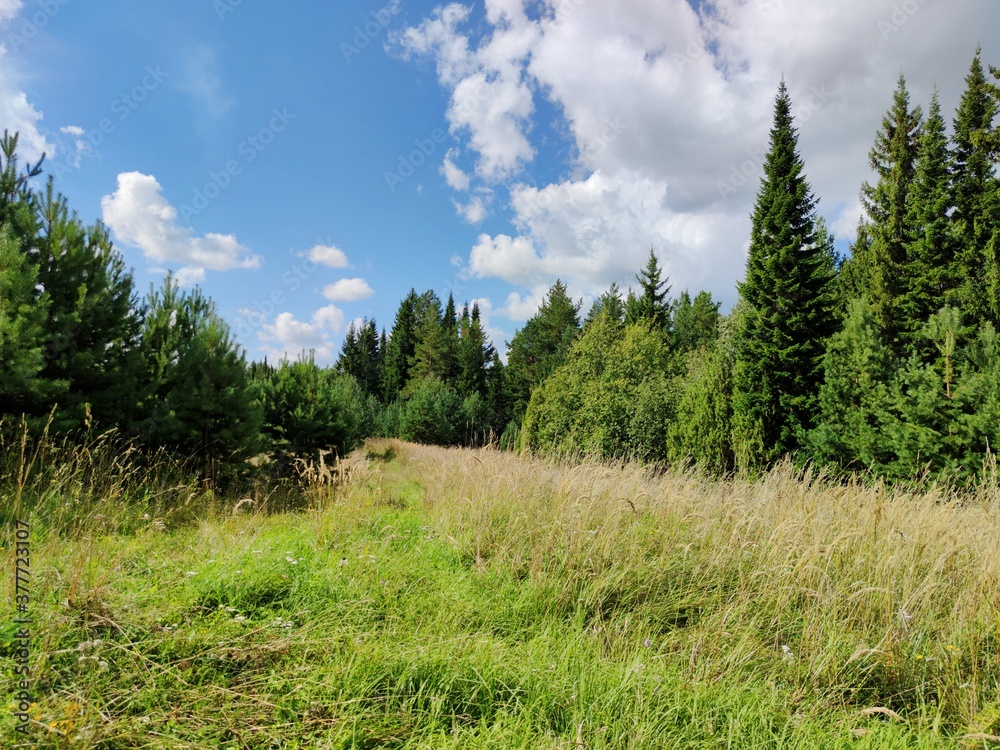 beautiful green trees against a blue sky with clouds in a sunny landscape beautiful green trees against a blue sky with clouds in a sunny landscape
