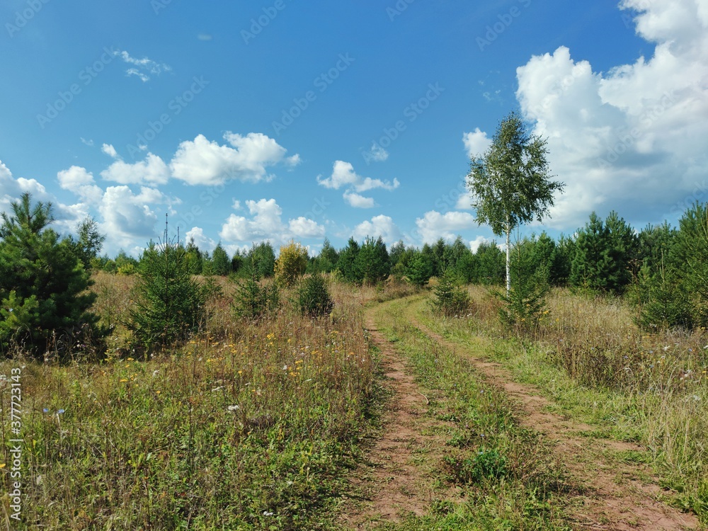 country road in a field among young green trees against a blue sky with clouds on a sunny day