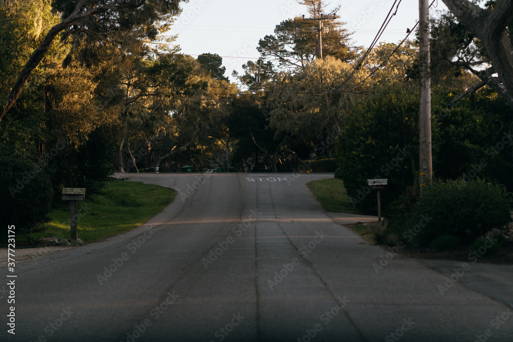 Road with trees