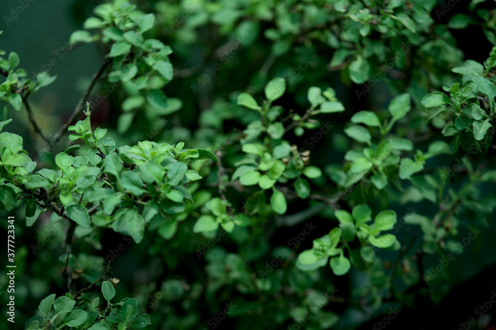 fresh Holy herbal Basil plant fresh Holy herbal Basil plant