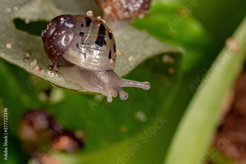 African Giant Snail of the species Lissachatina fulica photo