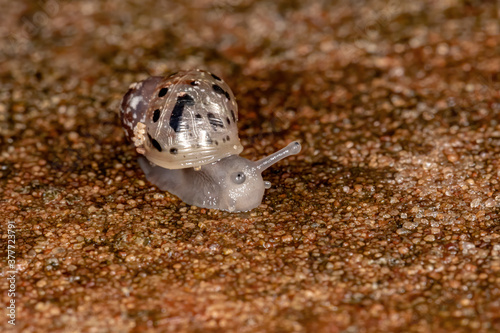 African Giant Snail of the species Lissachatina fulica photo