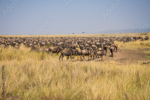 African wildebeest Migration , African wildebeest and Zebras in Masai Mara Landscape