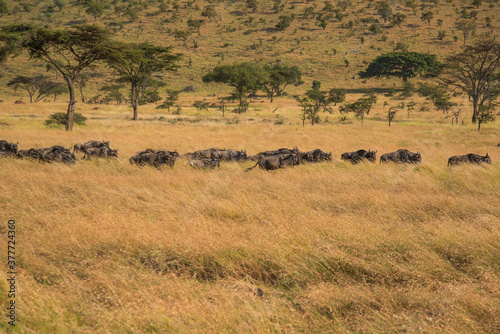 African wildebeest Migration , African wildebeest and Zebras in Masai Mara Landscape