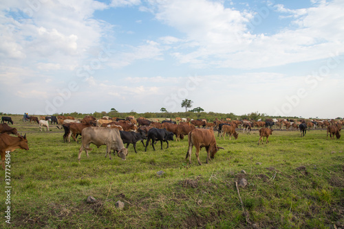 Farmland and cowes from Kenyan Village © Subair