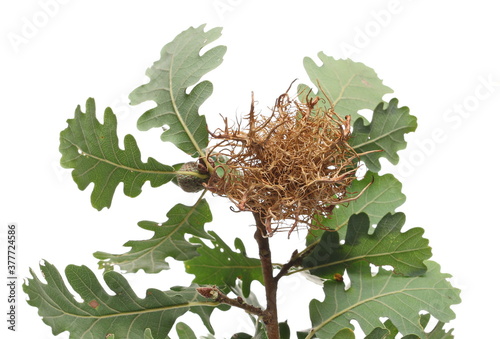 Rose bedeguar gall in autumn isolated on white background photo