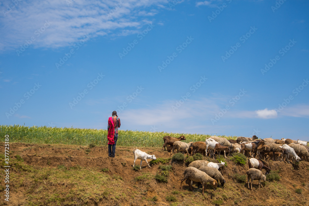 Farmland and cowes from Kenyan Village Farmland and cowes from Kenyan Village