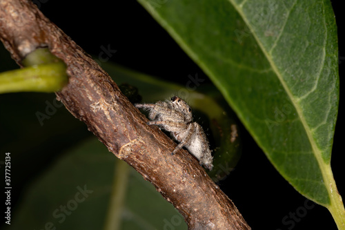 Jumping Spider of the Genus Metaphidippus photo