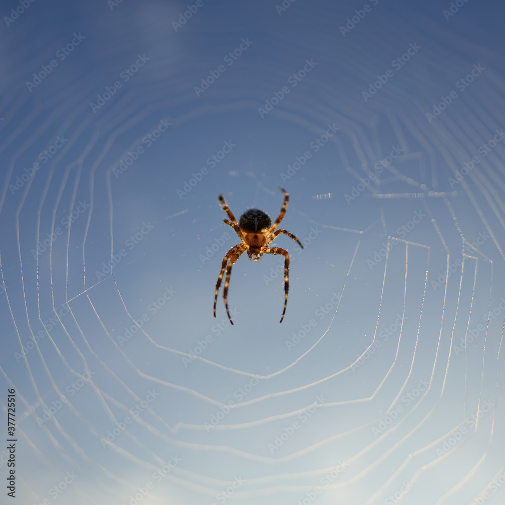 Cross spider (araneus) in its white web, insect looks down, blue sky. Cross spider (araneus) in its white web, insect looks down, blue sky.