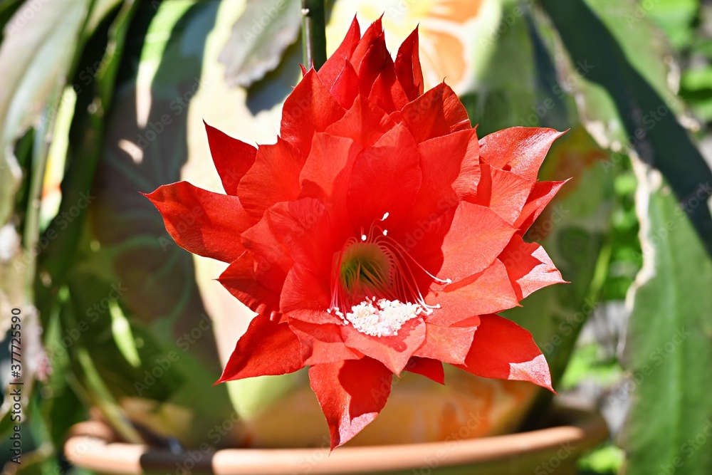 Piękno i egzotyka kwiatu Epifilum (odmiana czerwona) - obrazy, fototapety, plakaty 