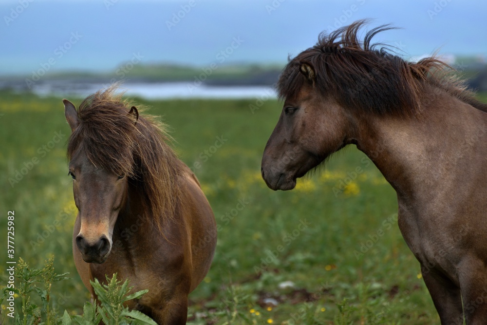 Icelandic horses in Iceland playing on the ground Icelandic horses in Iceland playing on the ground