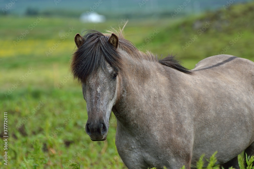 Icelandic horses in Iceland playing on the ground Icelandic horses in Iceland playing on the ground
