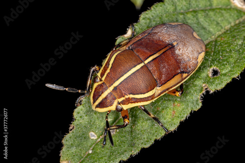 Jewel Bug of the species Agonosoma flavolineatum photo