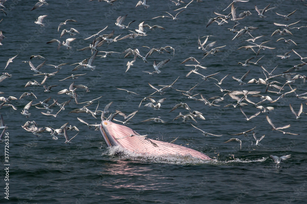 Fototapeta premium Bryde's whale feeding in the Gulf of Thailand.