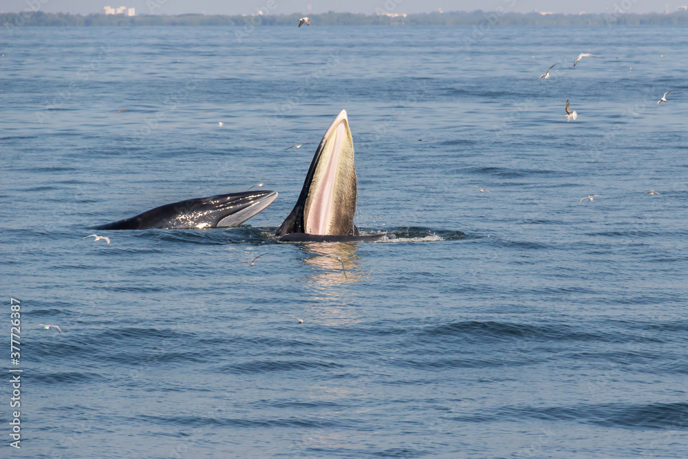 Fototapeta premium Bryde's whale mother and calf feeding in the Gulf of Thailand.