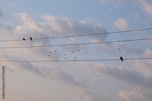 birds on the wire