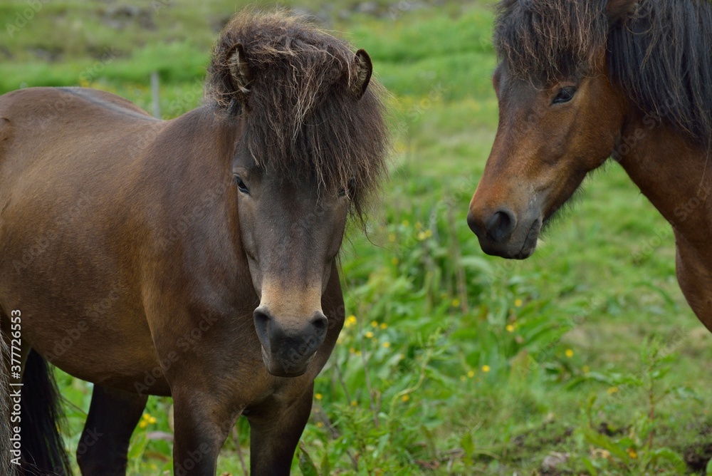 Obraz premium Icelandic horses in Iceland playing on the ground