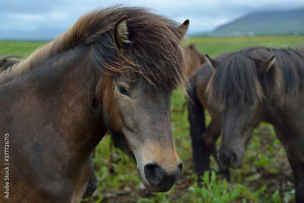 Icelandic horses in Iceland playing on the ground