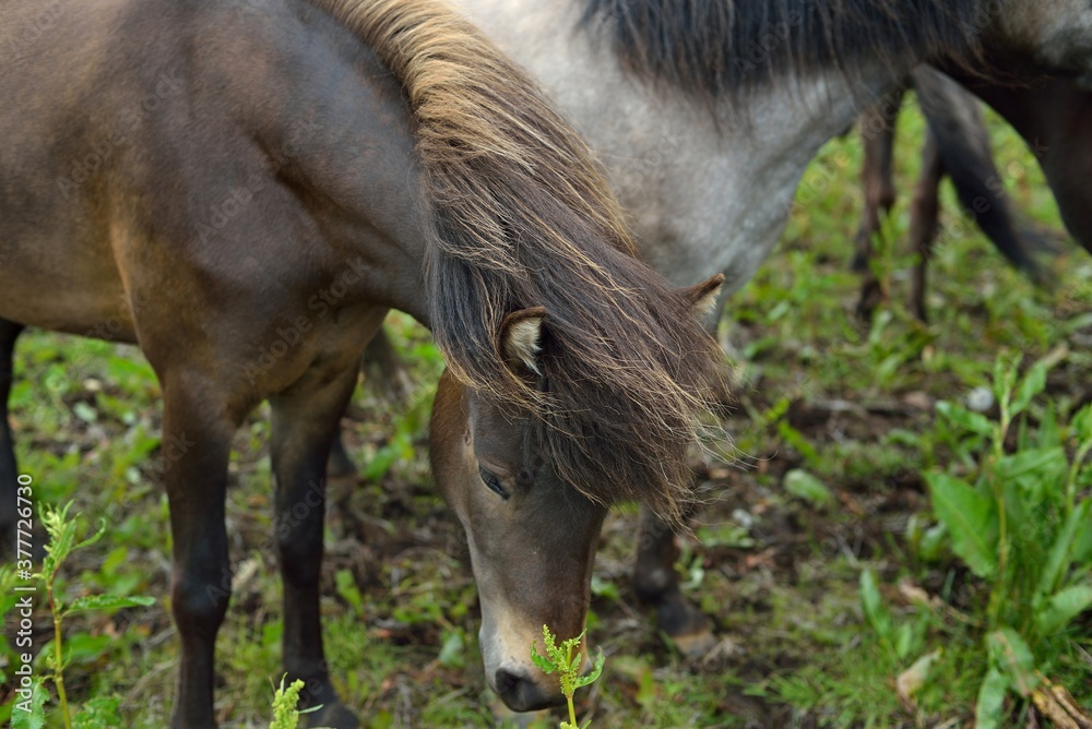 Icelandic horses in Iceland playing on the ground Icelandic horses in Iceland playing on the ground