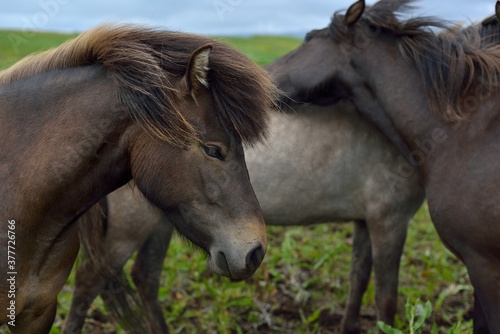 Icelandic horses in Iceland playing on the ground © Anatoli