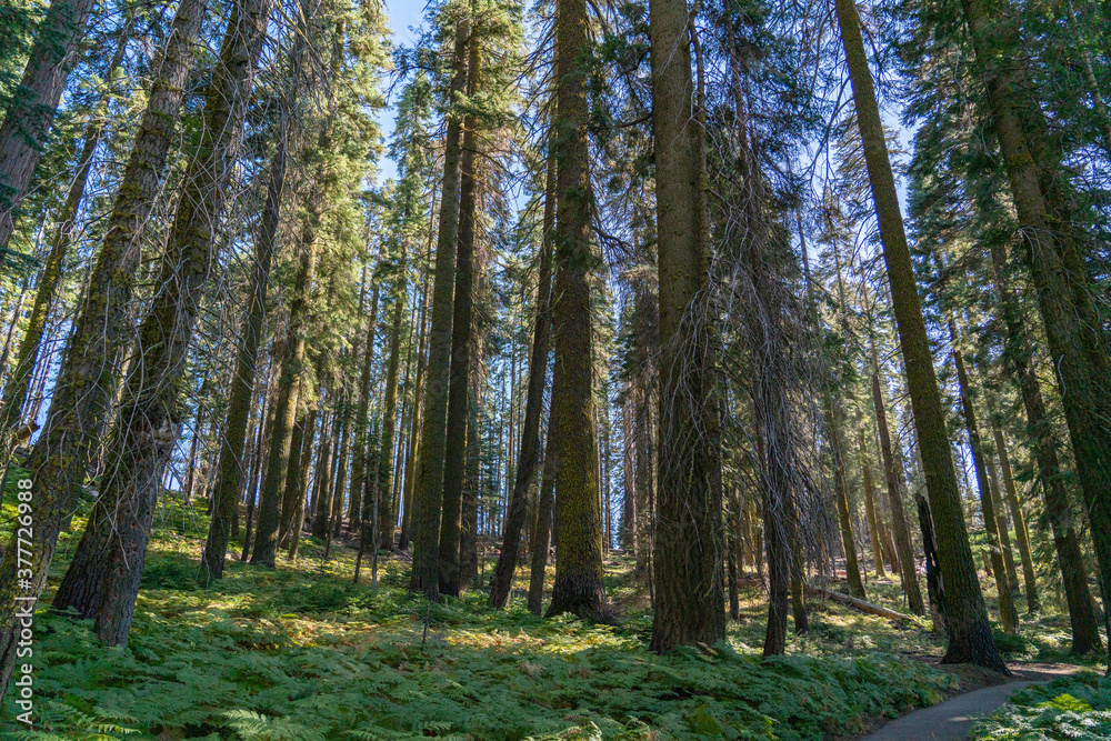 Forest Forest