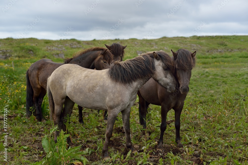 Icelandic horses in Iceland playing on the ground Icelandic horses in Iceland playing on the ground