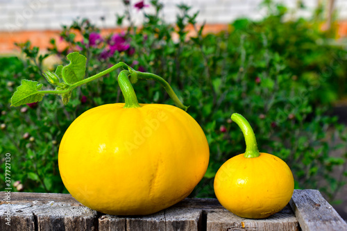 Two yellow pumpkins big and small on a background of flowers