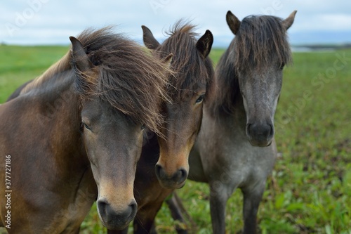 Icelandic horses in Iceland playing and loving 
