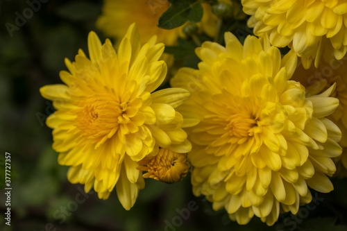 Yellow chrysanthemum with a bud on a green background