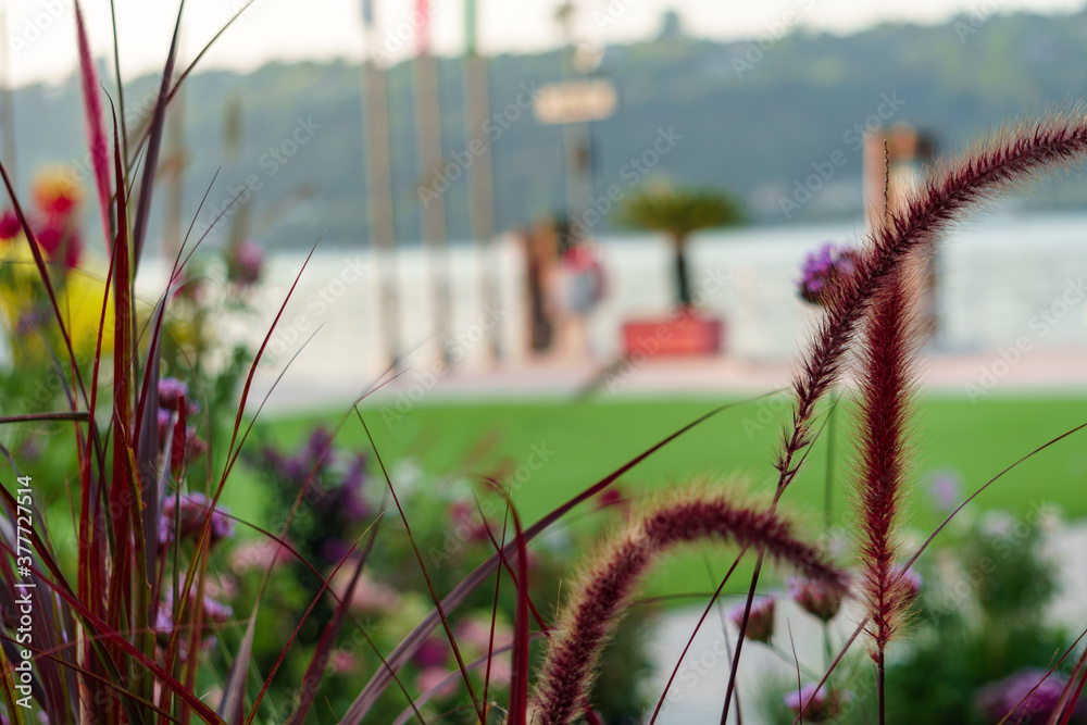 Fiori sul lago