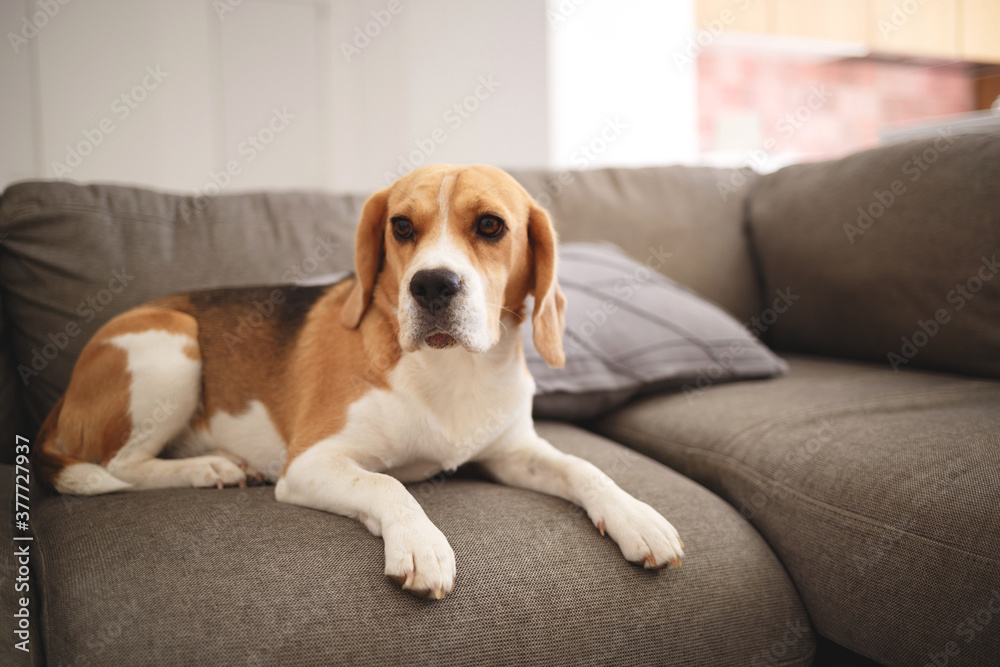 Beagle dog lies on a gray sofa Beagle dog lies on a gray sofa