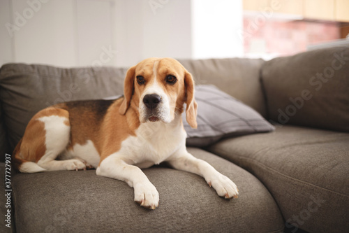 Beagle dog lies on a gray sofa © Aleksandra Iarosh