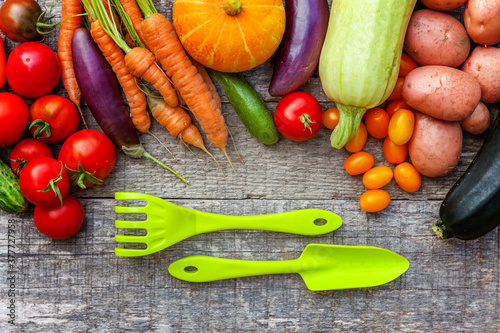 Assortment different fresh organic vegetables and gardening tools on country style wooden background. Local garden produce clean food